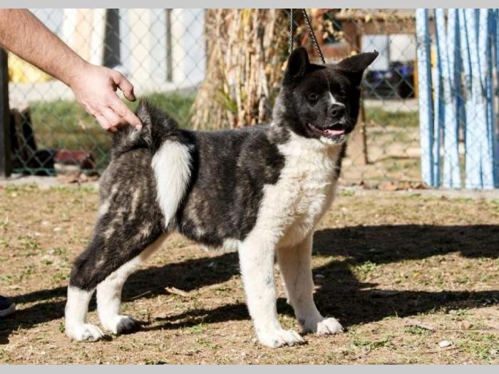 američka akita štenci besplatni mali oglasi