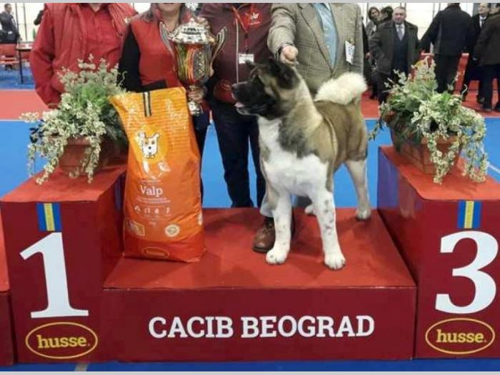 američka akita štenci besplatni mali oglasi