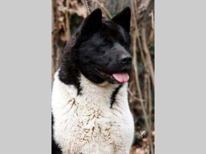 američka akita štenci besplatni mali oglasi