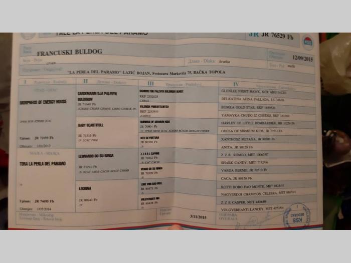 na prodaju uparena ženka francuskog buldoga, starosti 2 i po godine besplatni mali oglasi