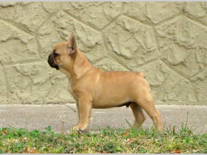 francuski buldog muško štene besplatni mali oglasi