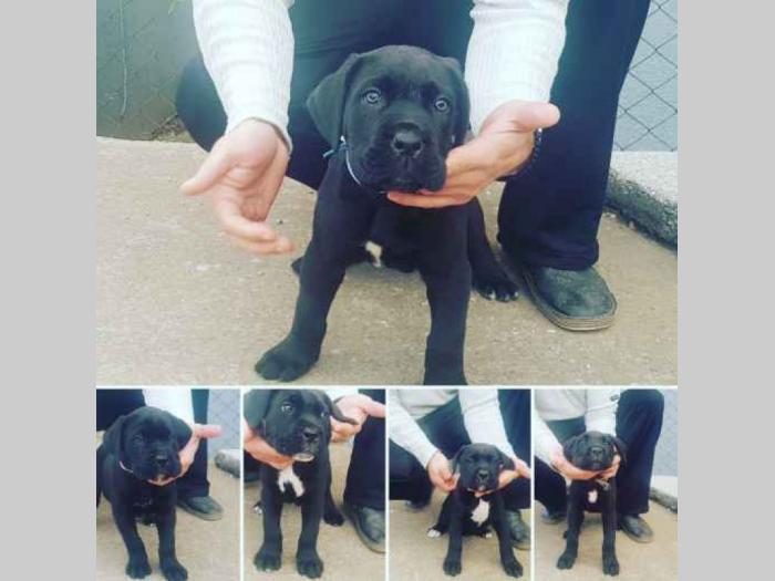cane corso štene besplatni mali oglasi