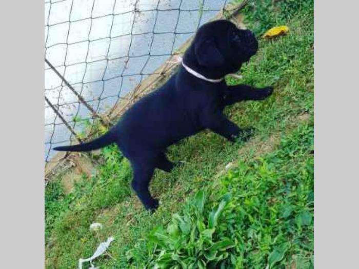 cane corso štene besplatni mali oglasi