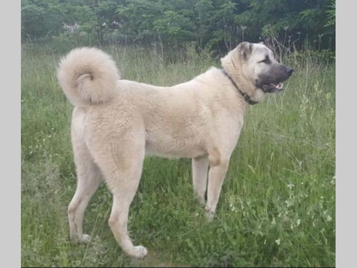 turski kangal ženska štenad besplatni mali oglasi