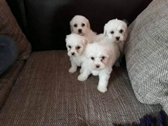 maltezer štenci besplatni mali oglasi
