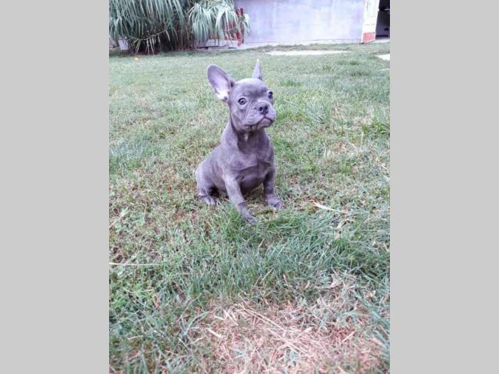 francuski buldog prelepi štenci besplatni mali oglasi