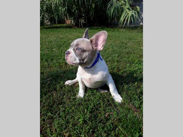 francuski buldog prelepi štenci besplatni mali oglasi