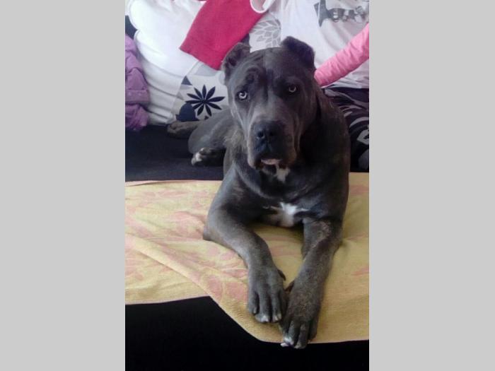 cane corso štenci besplatni mali oglasi