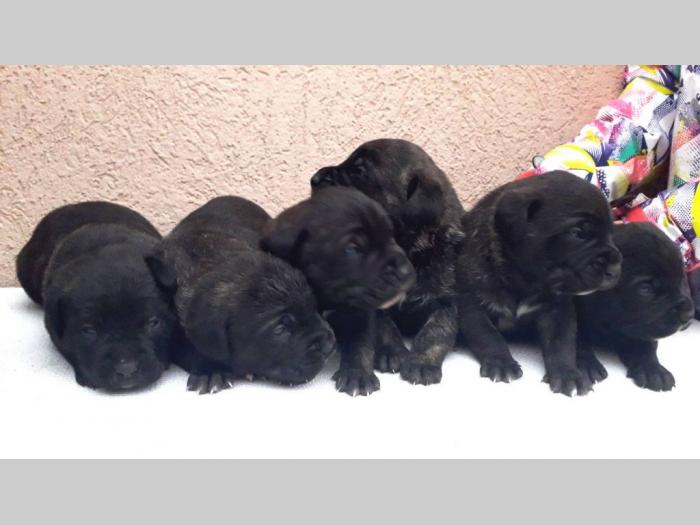 cane corso štenci besplatni mali oglasi
