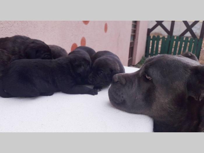 cane corso štenci besplatni mali oglasi