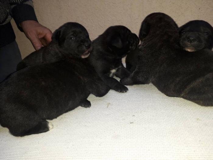 cane corso štenci besplatni mali oglasi