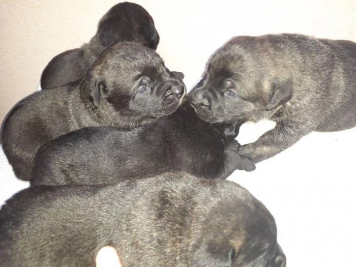 cane corso štenci besplatni mali oglasi