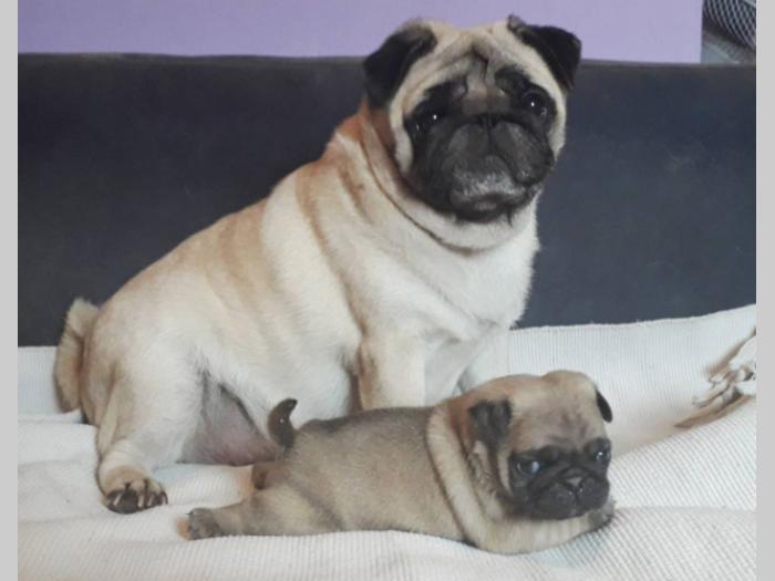 mops štenci besplatni mali oglasi