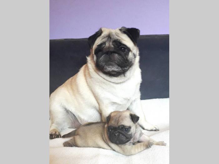 mops štenci besplatni mali oglasi