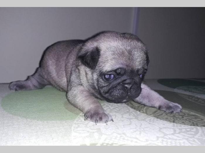 mops štenci besplatni mali oglasi