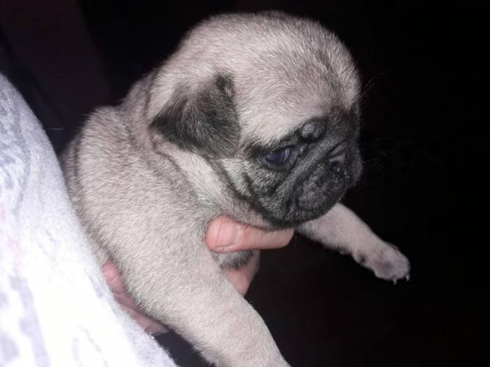 mops štenci besplatni mali oglasi