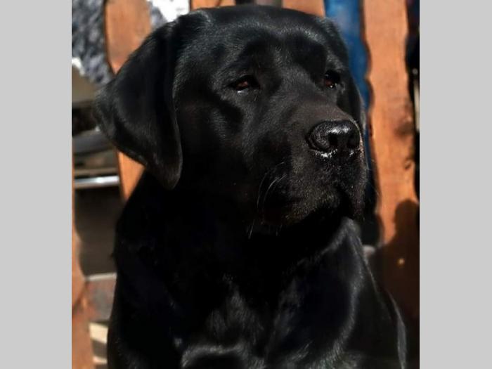 labrador retriver štenci izložbenog potencijala besplatni mali oglasi