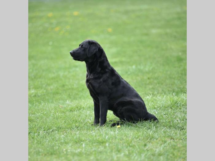 labrador retriver štenci izložbenog potencijala besplatni mali oglasi