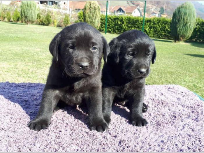 labrador retriver štenci izložbenog potencijala besplatni mali oglasi