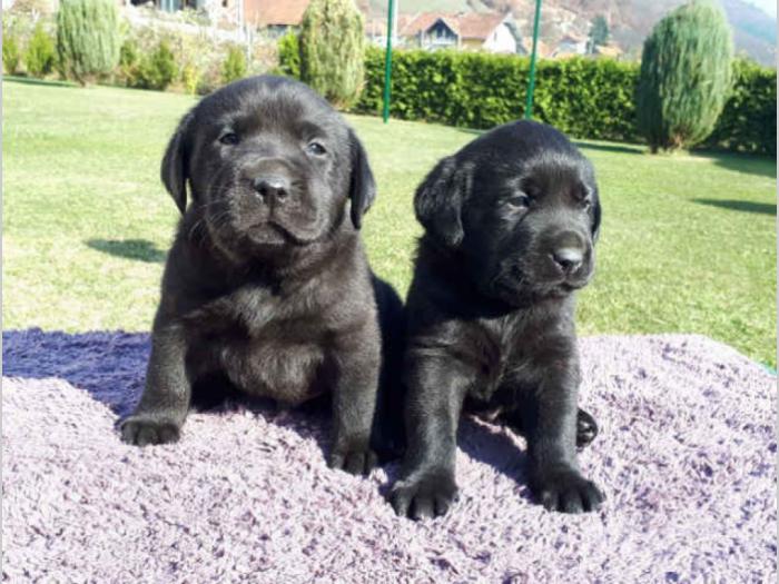 labrador retriver štenci izložbenog potencijala besplatni mali oglasi