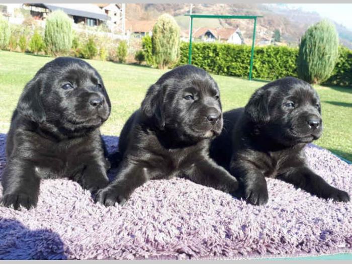 labrador retriver štenci izložbenog potencijala besplatni mali oglasi