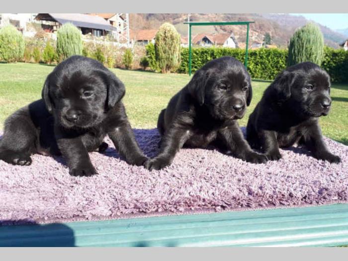 labrador retriver štenci izložbenog potencijala besplatni mali oglasi