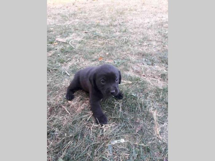 prodajem preslatke kuce labradora besplatni mali oglasi