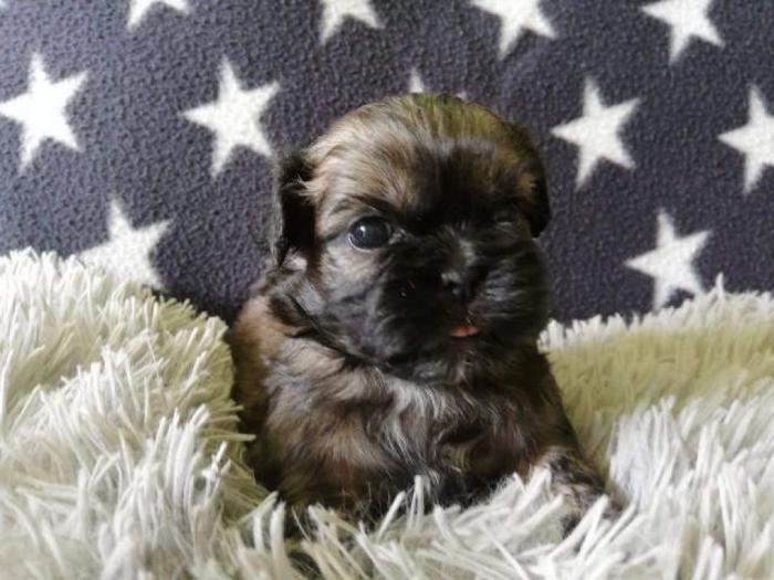 šicu (shihtzu) štenci izuzetnog kvaliteta besplatni mali oglasi