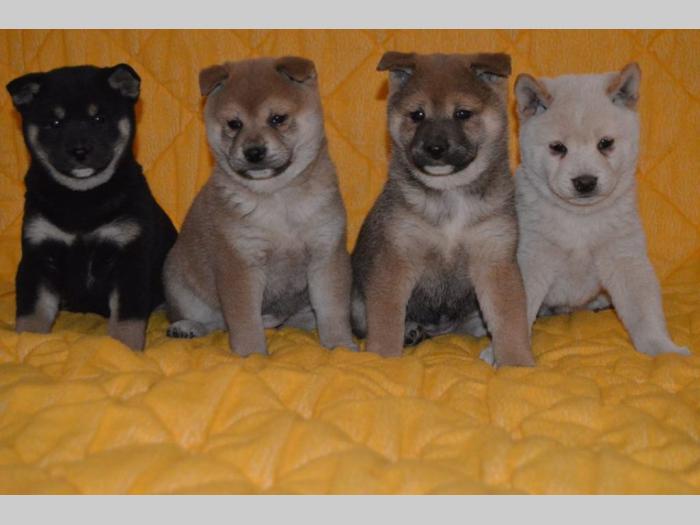 shiba inu štenci besplatni mali oglasi