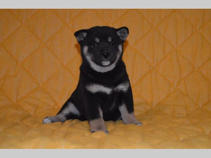 shiba inu štenci besplatni mali oglasi