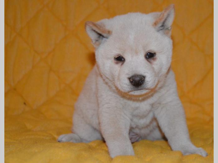 shiba inu štenci besplatni mali oglasi