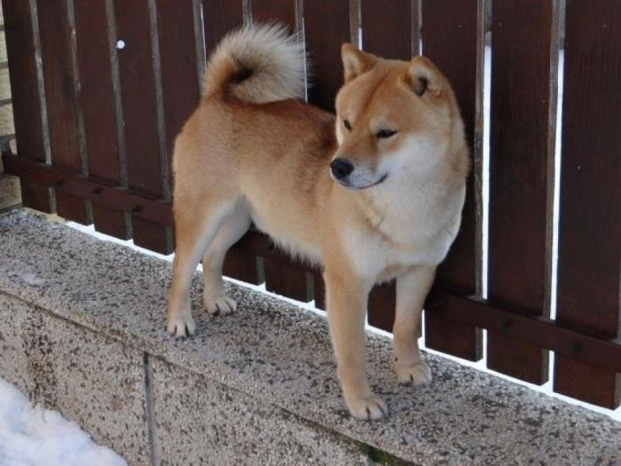 shiba inu štenci besplatni mali oglasi