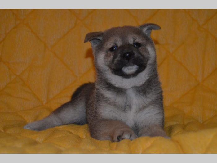 shiba inu štenci besplatni mali oglasi