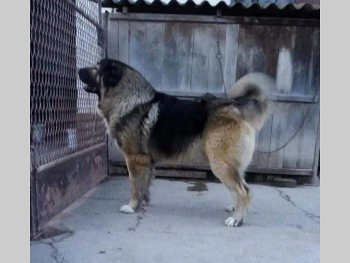štenci kavkaskog ovčara besplatni mali oglasi