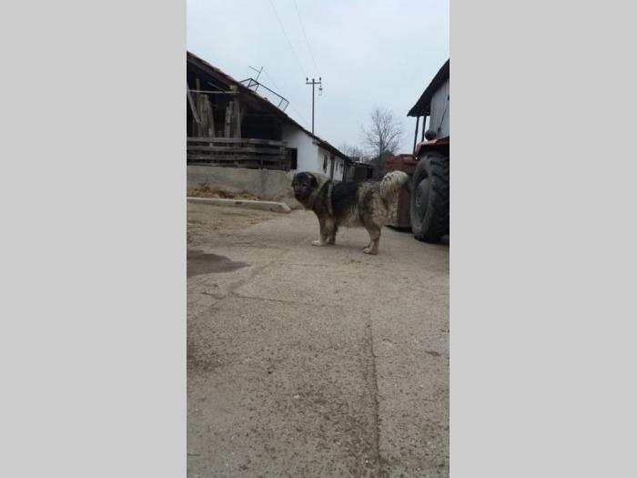 štenci kavkaskog ovčara besplatni mali oglasi