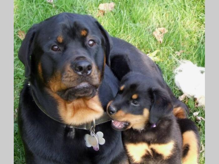 rotvajler i doberman štenci besplatni mali oglasi