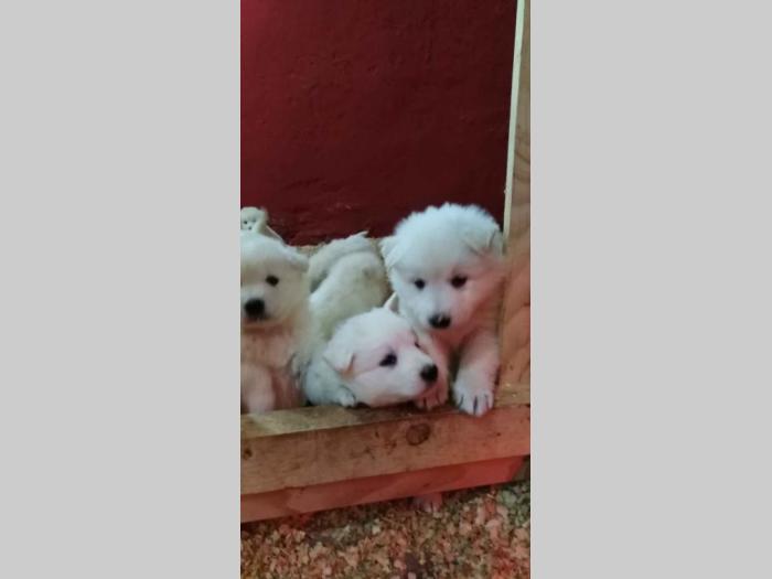 beli švajcarski ovčar rezervacija štenaca  besplatni mali oglasi
