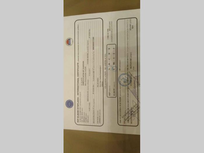 beli švajcarski ovčar rezervacija štenaca  besplatni mali oglasi