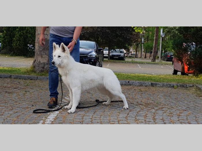 beli švajcarski ovčar rezervacija štenaca  besplatni mali oglasi