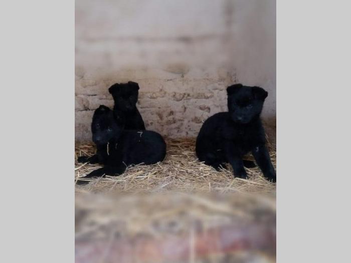 crni nemački ovčar štenci besplatni mali oglasi
