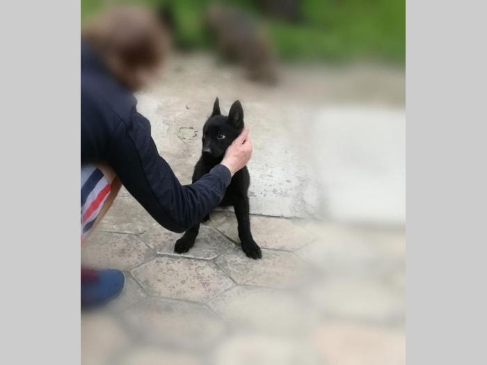 crni nemački ovčar štenci besplatni mali oglasi