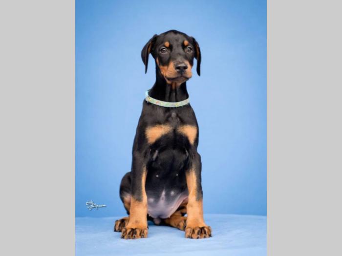 doberman štenci vrhunskog kvaliteta besplatni mali oglasi