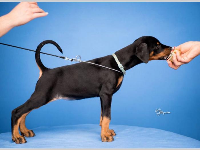 doberman štenci vrhunskog kvaliteta besplatni mali oglasi