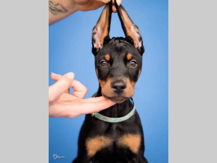 doberman štenci vrhunskog kvaliteta besplatni mali oglasi
