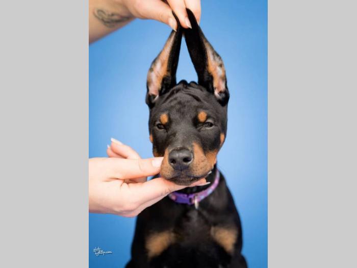 doberman štenci vrhunskog kvaliteta besplatni mali oglasi