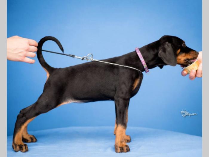 doberman štenci vrhunskog kvaliteta besplatni mali oglasi