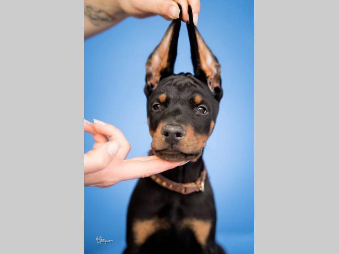 doberman štenci vrhunskog kvaliteta besplatni mali oglasi