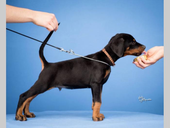 doberman štenci vrhunskog kvaliteta besplatni mali oglasi