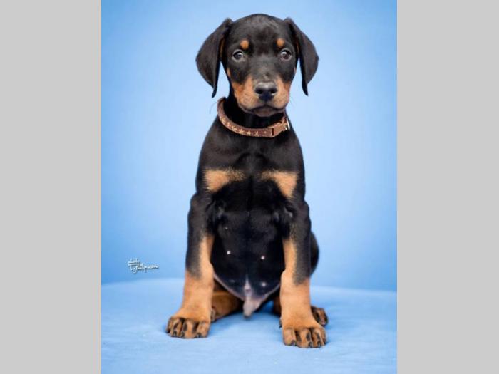 doberman štenci vrhunskog kvaliteta besplatni mali oglasi