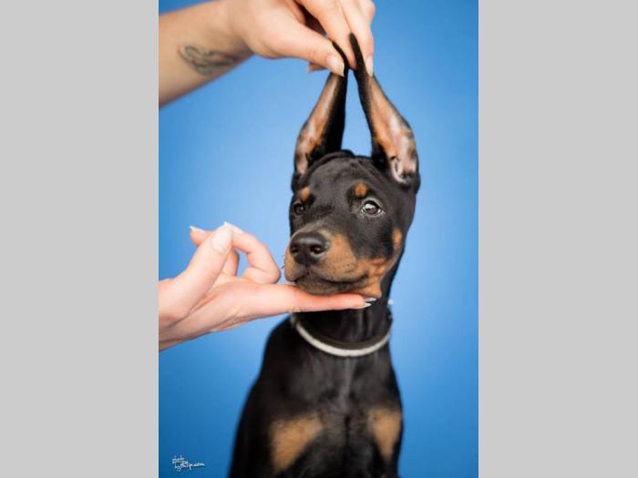 doberman štenci vrhunskog kvaliteta besplatni mali oglasi